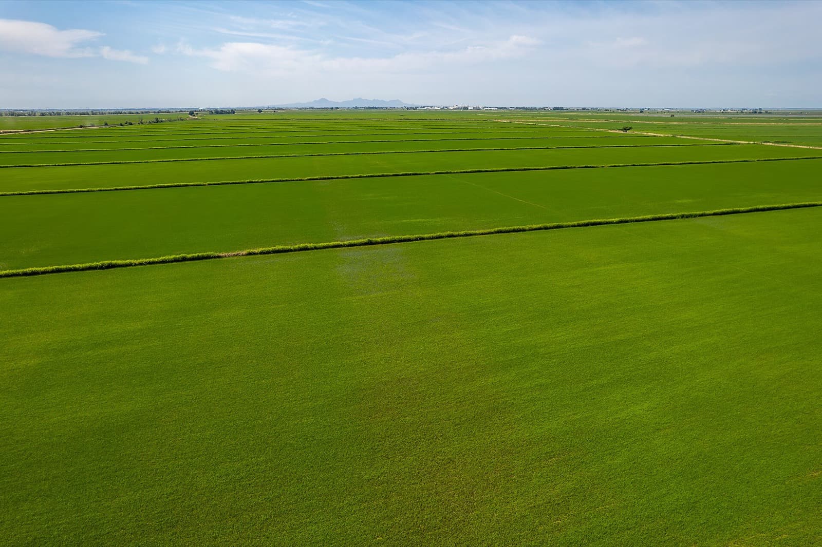 Aerial view of green farm fields