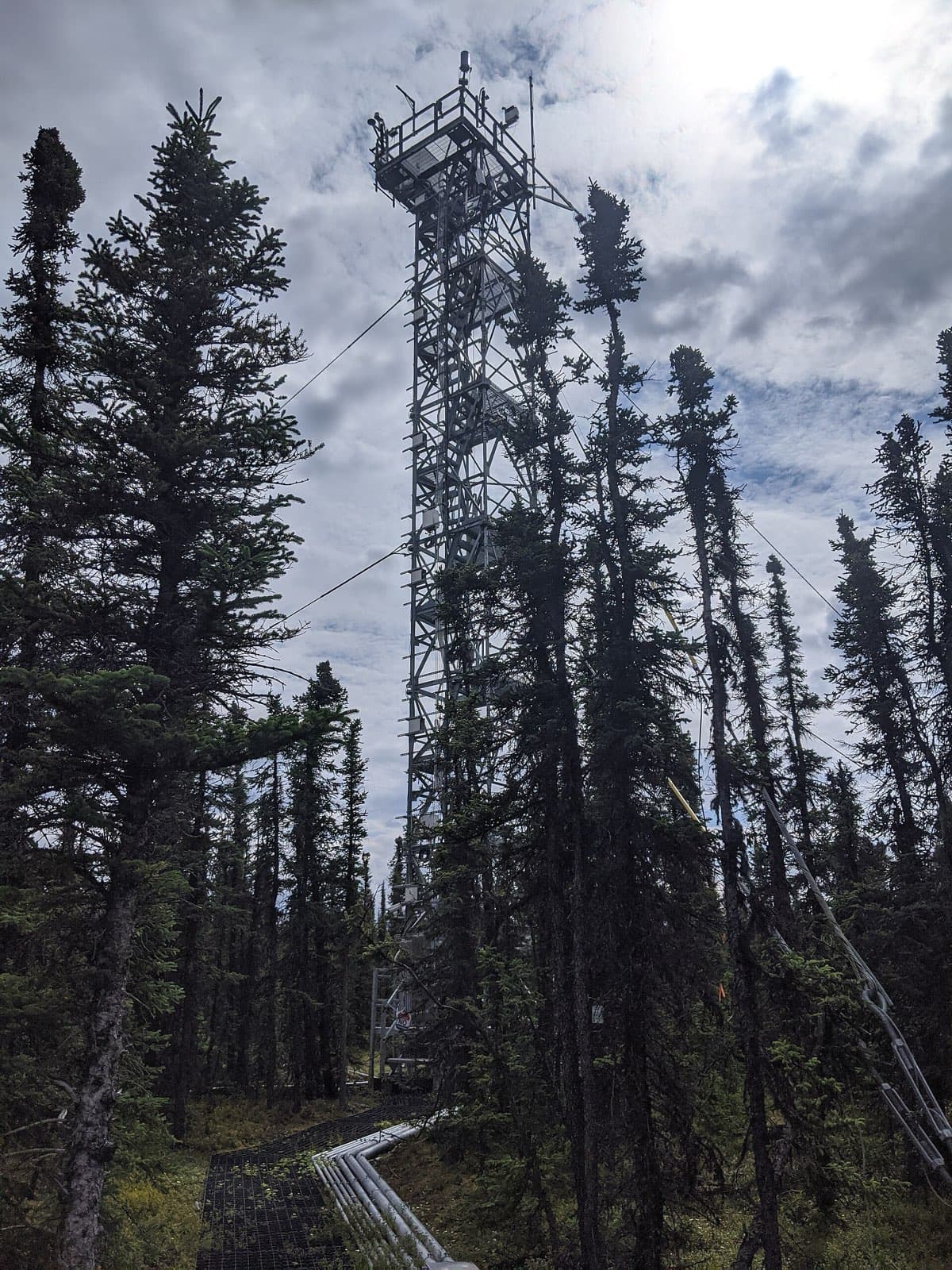 Research tower rising above a spruce forest