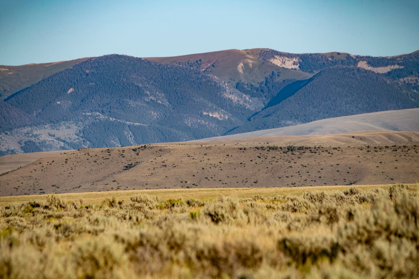 Sagebrush rangeland below forested mountains