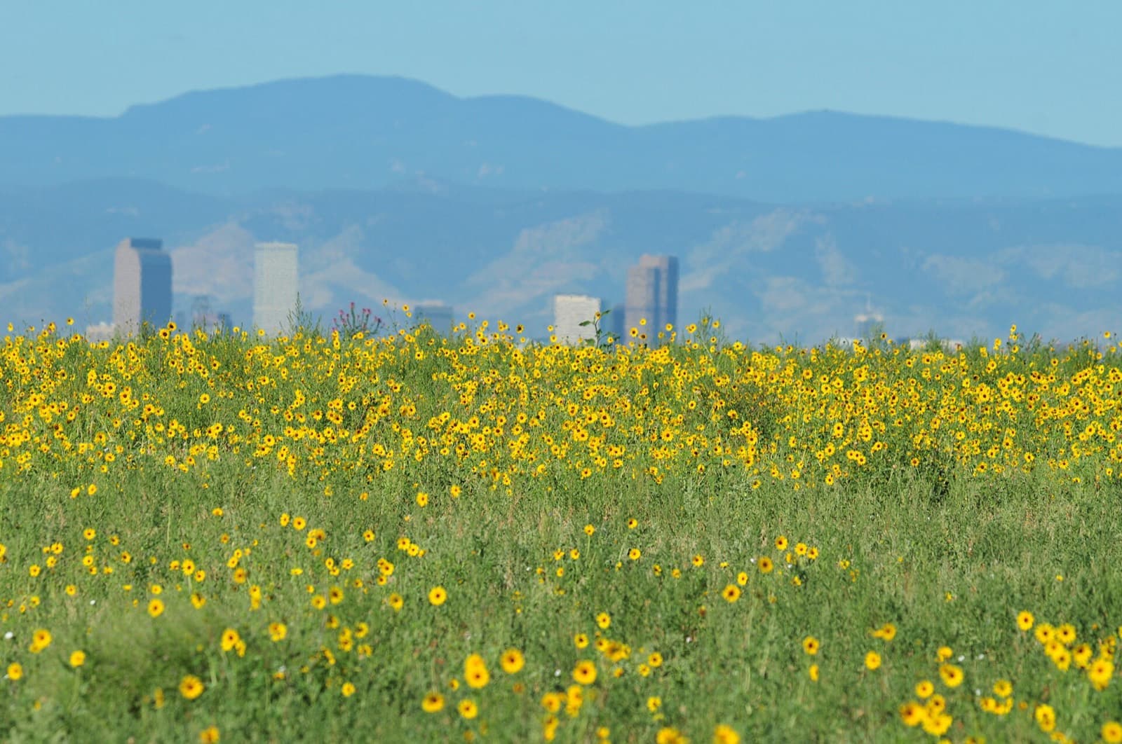 Prairie sunflowers in front of the Denver skyline and Front Range